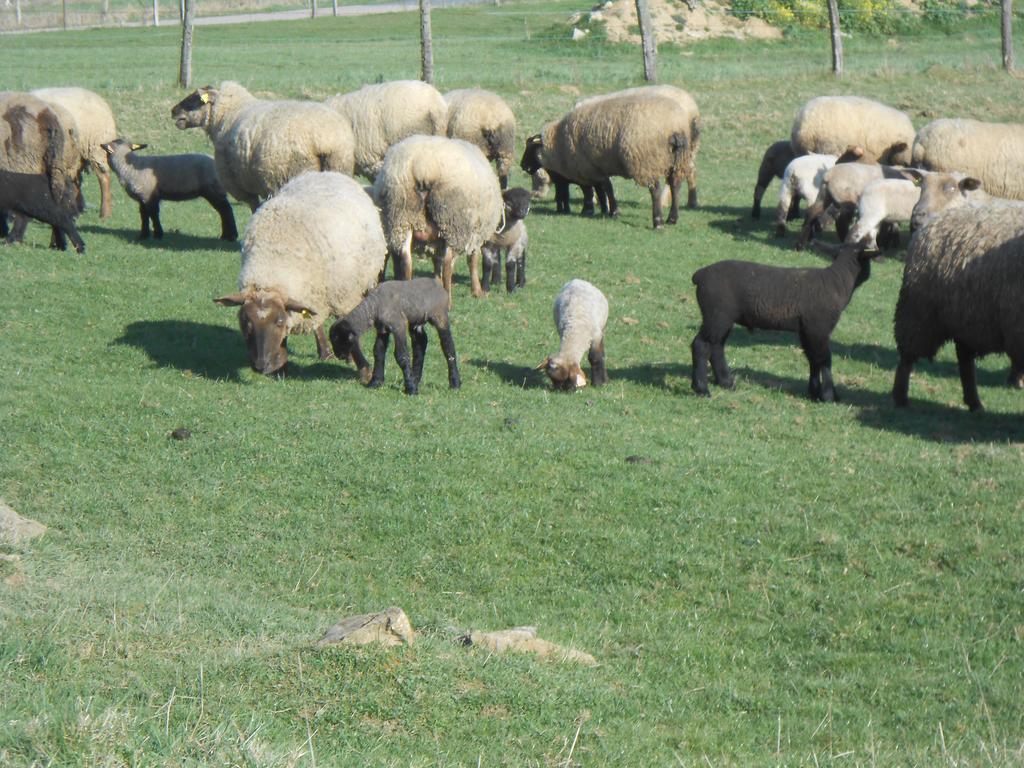 La Ferme Des 3 Suissesses Bed and Breakfast Saint-Paul  Εξωτερικό φωτογραφία
